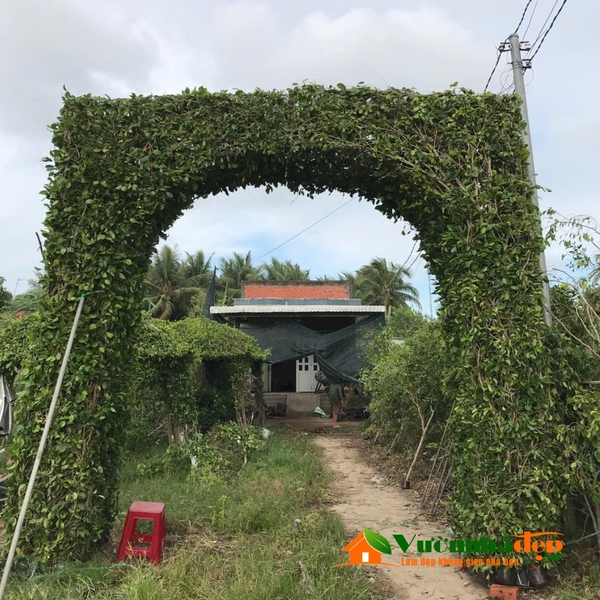 Cổng cây xanh cao 4m