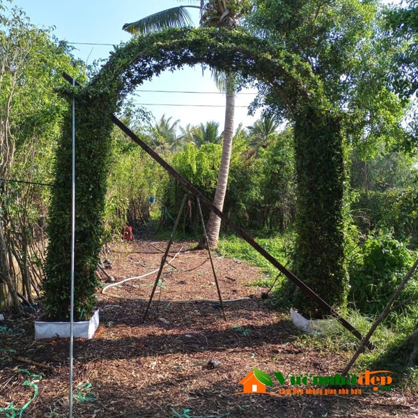 Cổng cây xanh