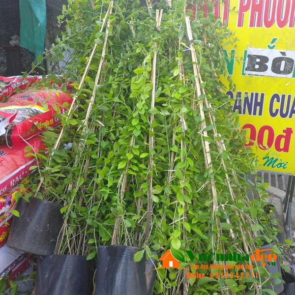 Cúc tầng ấn độ loại lớn