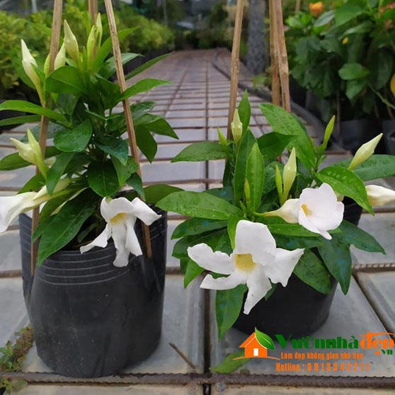 Cây tuyết anh, huỳnh anh hoa trắng