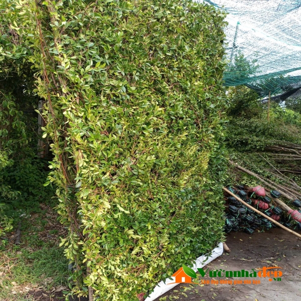 Vách tường cây si 2 mặt
