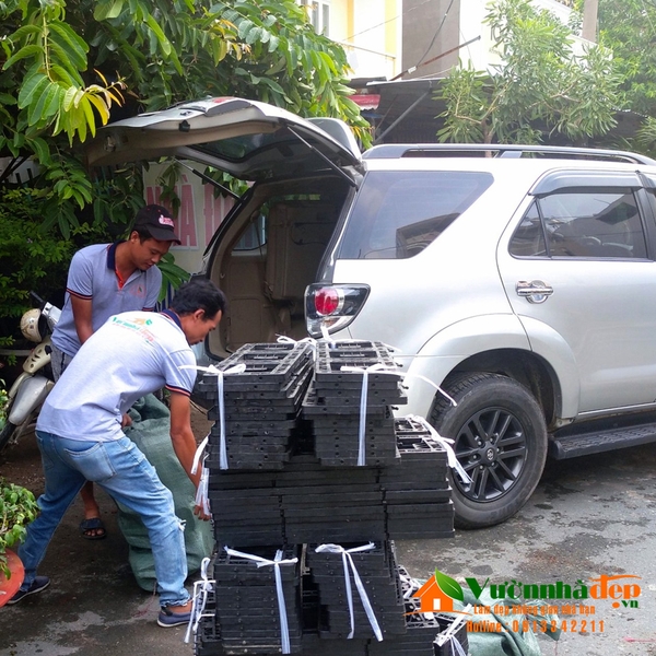 Thi-cong-tuong-cay-tai-vung-tau