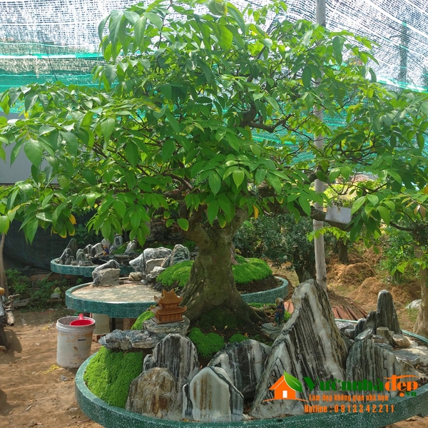 Hình cây khế bonsai