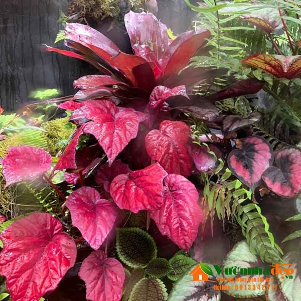 ho-ban-can-nhieu-cay-xanh-dep