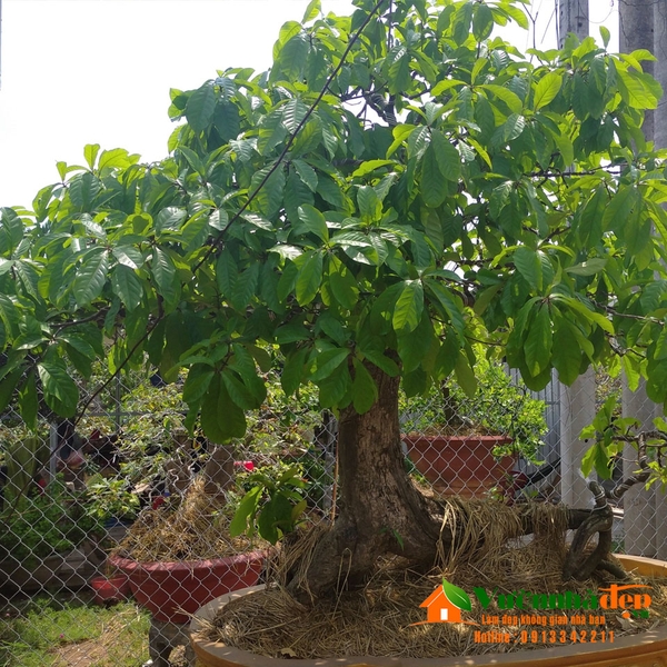 lộc vừng bonsai dáng trực