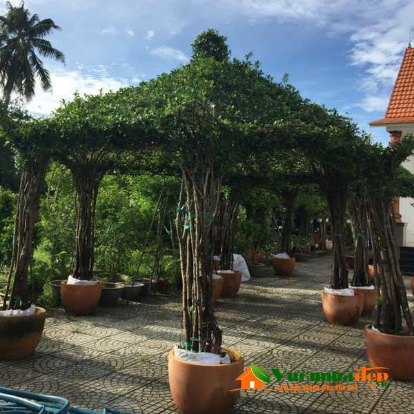 Nhà lục giác cây xanh