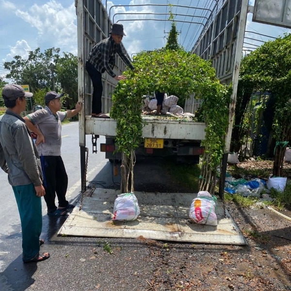 nhà cây xanh chuẩn bị giao lên xe