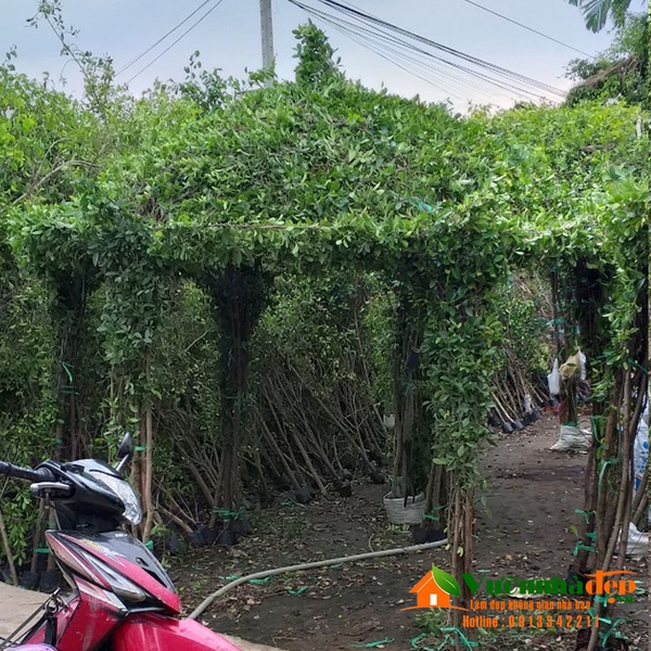 Nhà bằng cây si