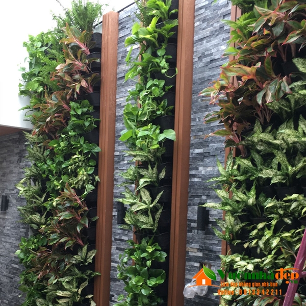 Tường cây trên sân thượng