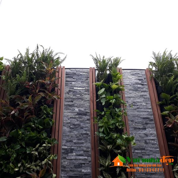 Thi công tường cây trên sân thượng