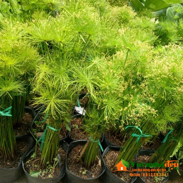 Thủy trúc hoa