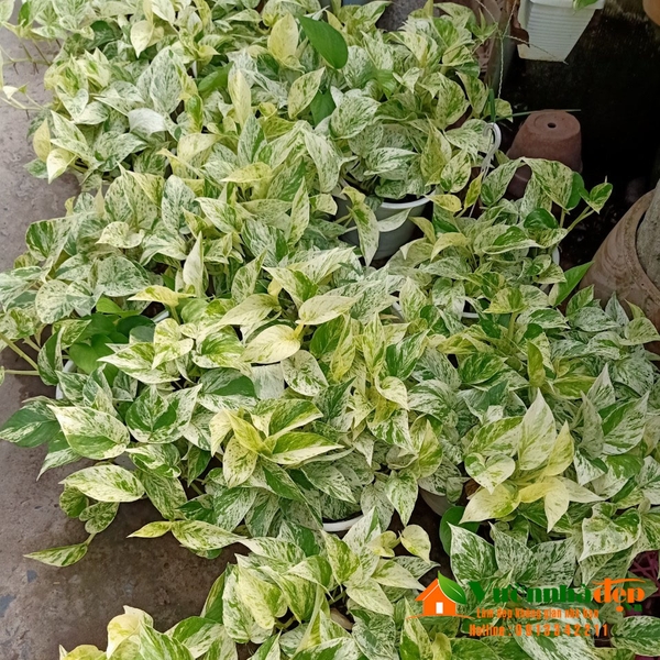 Mua bán cây trầu bà cẩm thạch