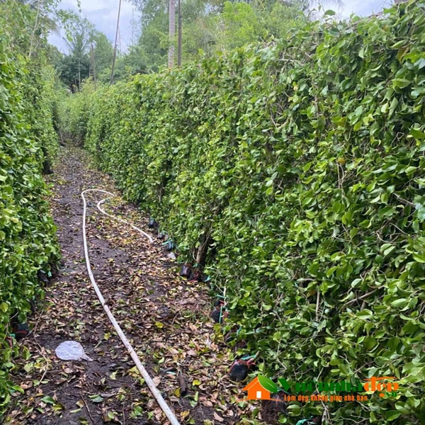 hàng rào gừa