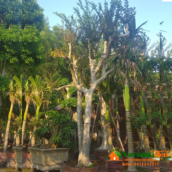Hình ảnh cây tường vy cổ thụ