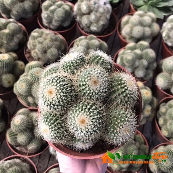Xương rồng bóng bụi | Vườn Nhà Đẹp