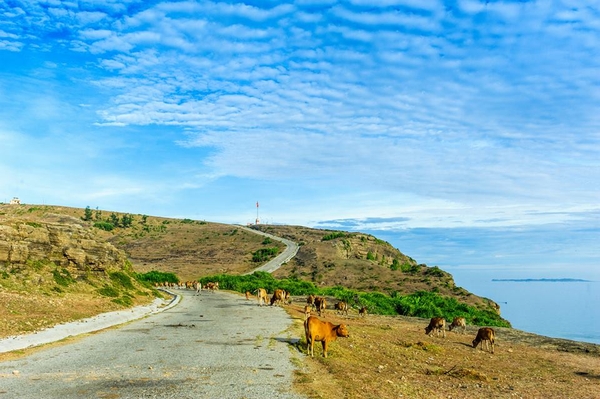 Tour Lý Sơn - Quảng Ngãi kích cầu 2022