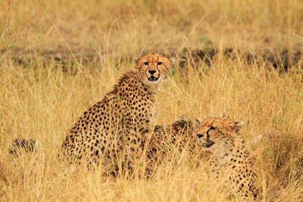 Tour Kenya Châu Phi: Hà Nội - Nairobi - aberdare - maasai mara 8 ngày 7 đêm