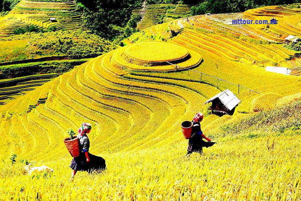 Tour du lịch Mù Cang Chải tháng 10