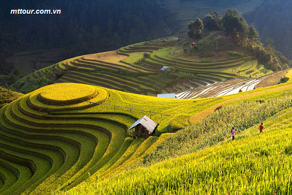 Tour Mù Cang Chải - Nghĩa Lộ - Tú Lệ