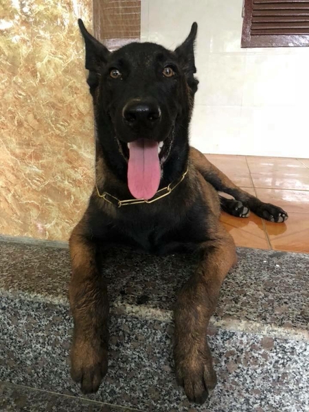 Các màu lông cơ bản của becgie Bỉ