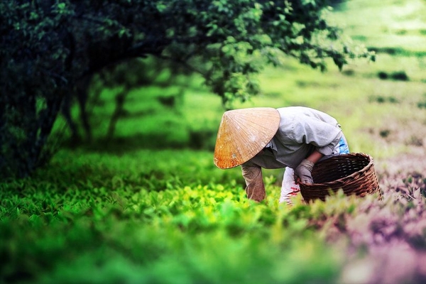 KHÁM PHÁ CAO NGUYÊN MỘC CHÂU - HAPPY LAND