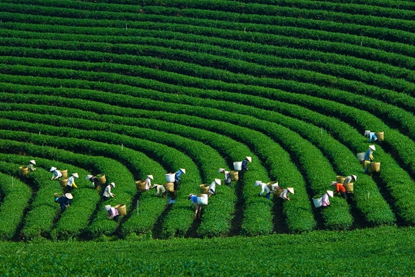 TOUR HÀ NỘI –  MAI CHÂU - MỘC CHÂU - CẦU KÍNH BẠCH LONG 2024