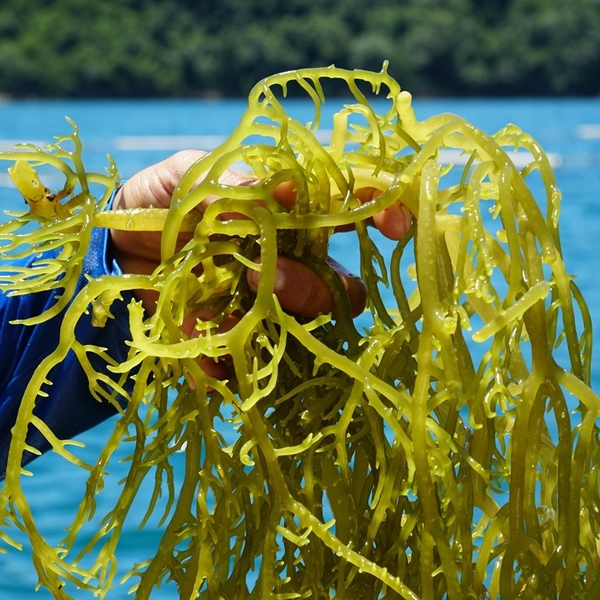 Industrial sea moss supply: a strategic asset for scalable manufacturing