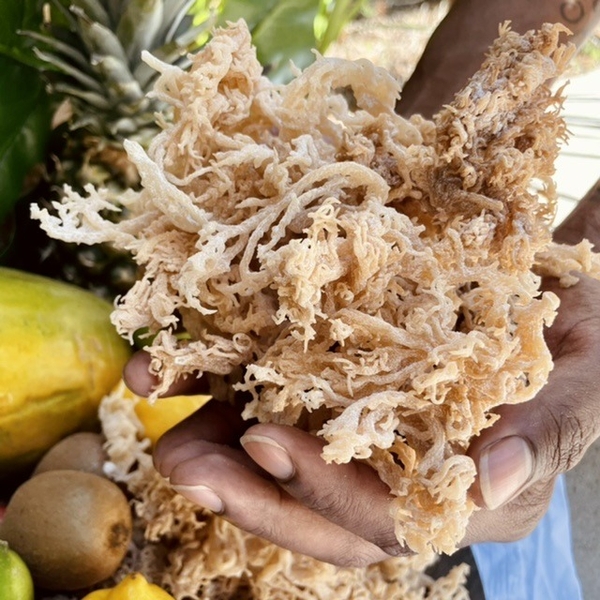 Why a sustainable seaweed farming supplier is critical for clean-label brands