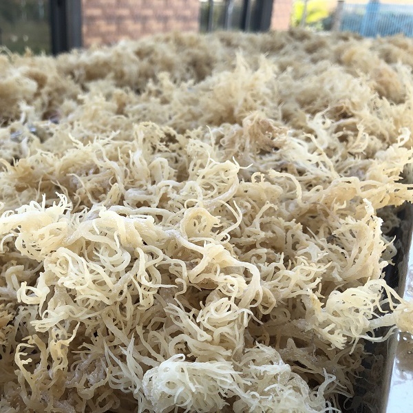 Cách chế biến rong sụn khô hấp dẫn chiêu đãi cả gia đình