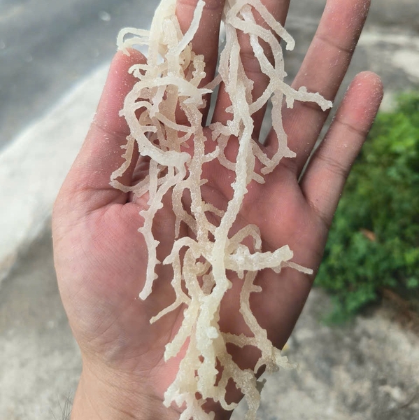 Bulk sea moss for export: A strategic choice for global manufacturing industries