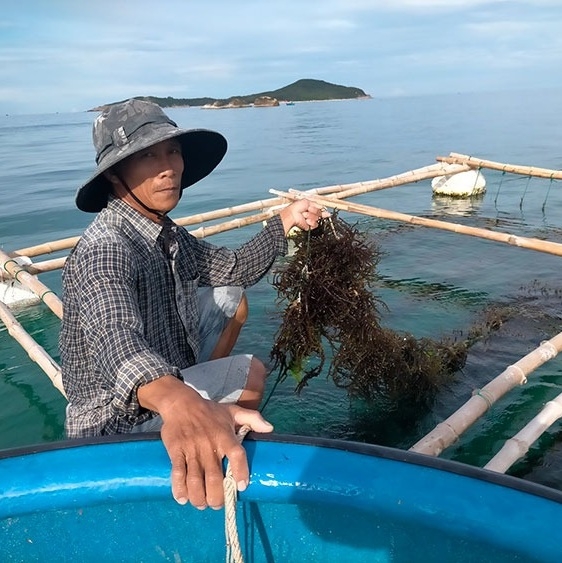 How Vietnam's climate affects the quality of sea moss