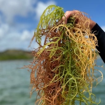 Sea moss in cosmetics and skincare industry – potential from the ocean