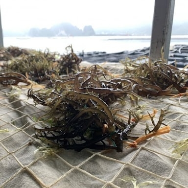 Why seaweed is emerging as the top vegan capsule raw material for health-conscious brands