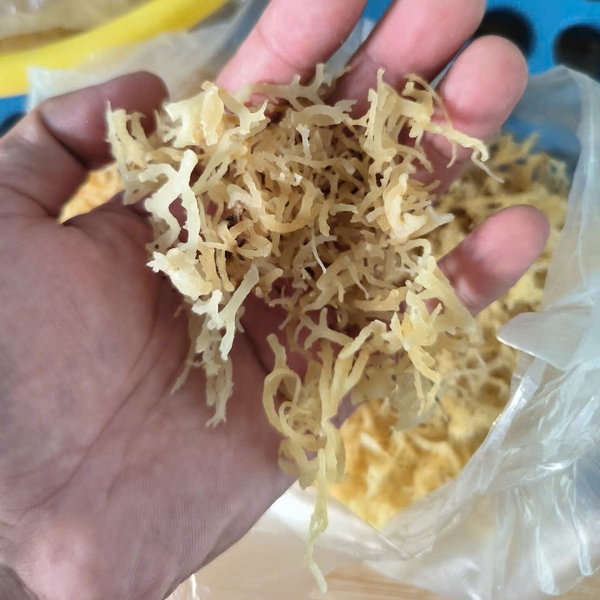 Why more brands are switching to organic Cottonii sea moss for scalable formulations