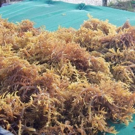 Why industrial-grade Cottonii supply is essential for food and cosmetic production