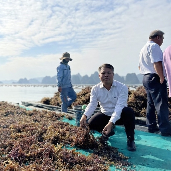 The best way helps you find wholesale sea moss distributors online