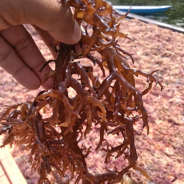 Nutritional benefits of organic eucheuma cottonii