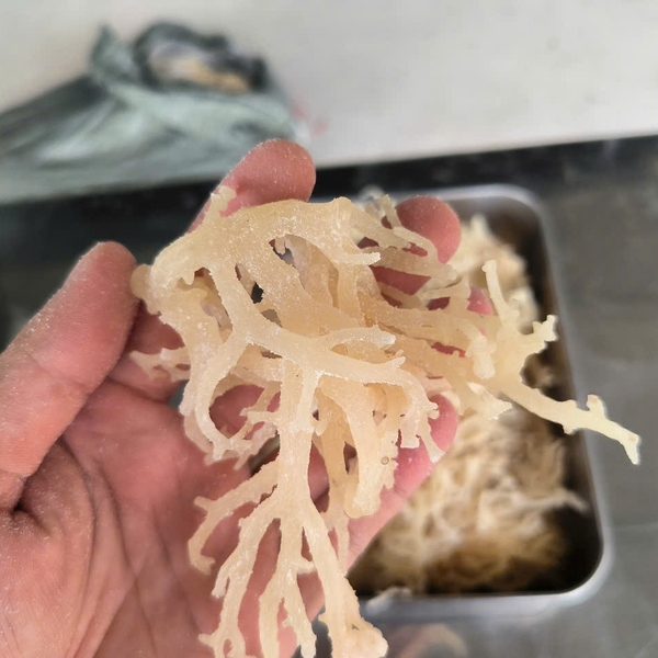 Import dried Eucheuma cottonii from Vietnam: Opportunities and considerations when identifying trusted partners