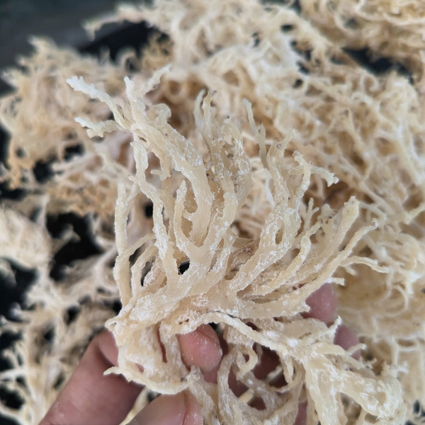 The role of Eucheuma cottonii wholesalers for global buyers in unlocking the potential of Eucheuma cottonii for the global beauty industry