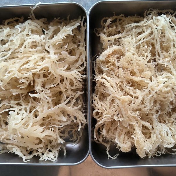 Enhancing brand credibility with sea moss: From traceability to international standards