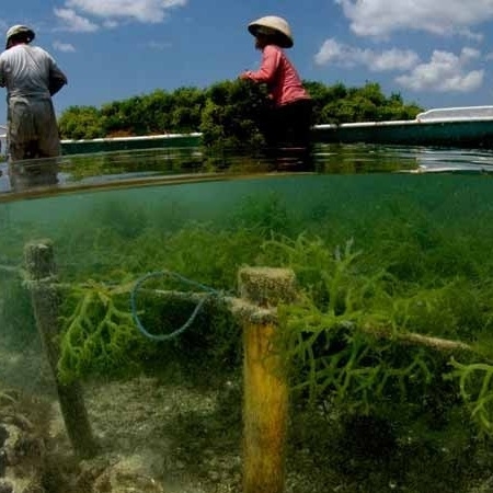 Shop sea moss online grown in clean, regenerative oceans