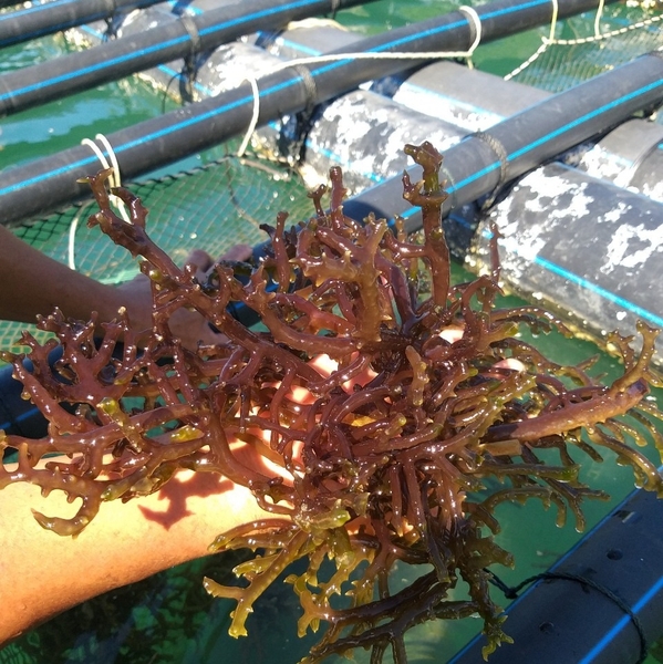 Understanding food-grade carrageenan seaweed: what buyers need to know