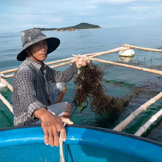 Traceability certification for sea moss – Enhancing brand reputation of sea moss exporter from Vietnam