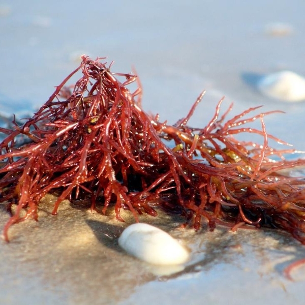 CHOOSING THE RIGHT SEAWEED SUPPLIER FOR CARRAGEENAN: A STRATEGIC MOVE FOR B2B BUYERS