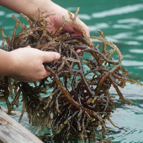 Distinguishing clean from contaminated sea moss: A comprehensive guide for industrial importers