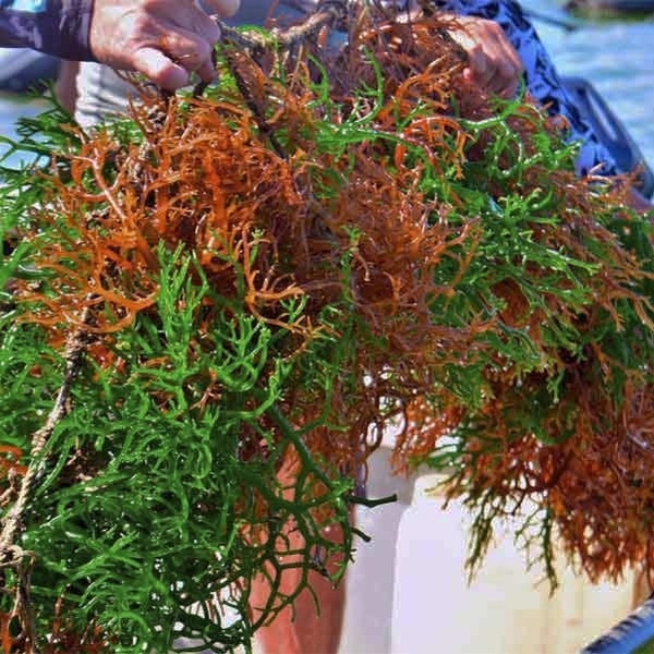 KAPPAPHYCUS ALVAREZII SUPPLIER: HOW TO SOURCE HIGH-QUALITY SEAWEED FOR INDUSTRIAL USE