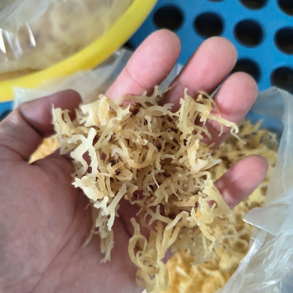 Vietnam’s rising position as a leading Asian sea moss exporter