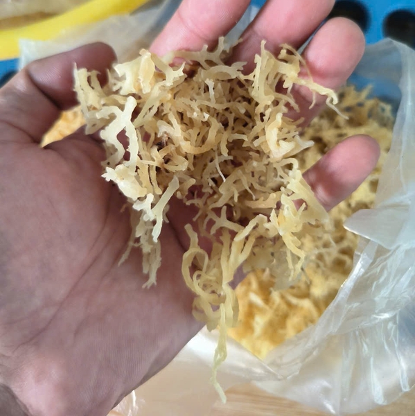 B2B seaweed marketplace: Unlocking global opportunities from Asia to Vietnam