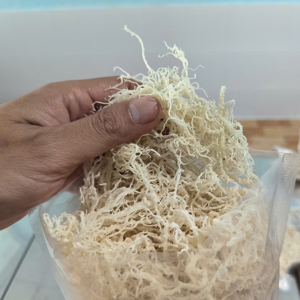 Why sea moss is the ultimate natural collagen booster for skin-care brands