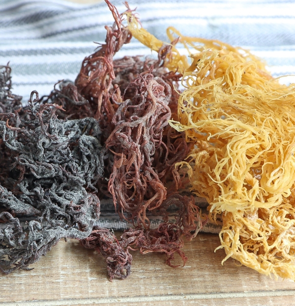 Sea moss extract for beauty products: hydration, firmness, and radiance from the ocean